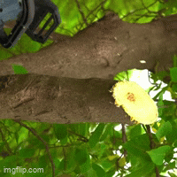 CẮT NHỮNG THÂN GỖ LỚN