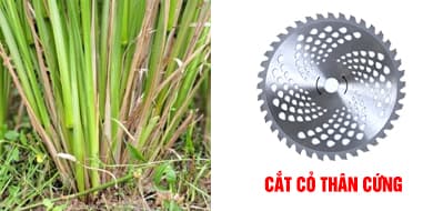 BẮT CƯỚC